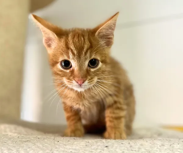 Kot do adopcji, Starogard Gdański, 17 czerwca 2025