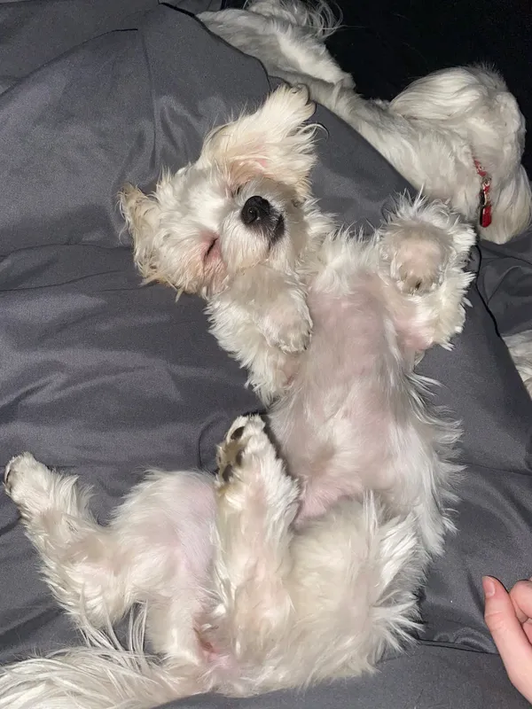 Zaginął pies, Stargard, Zarzecze, 17 czerwca 2025 (2/2)