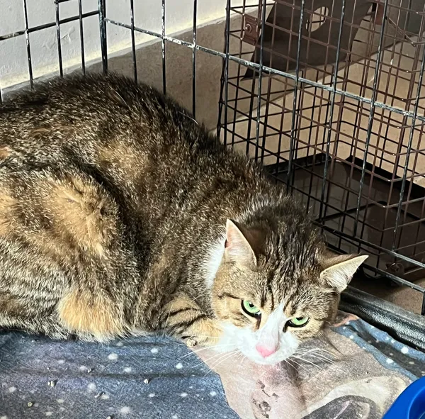 Znaleziono kota, Dobra, 17 czerwca 2025