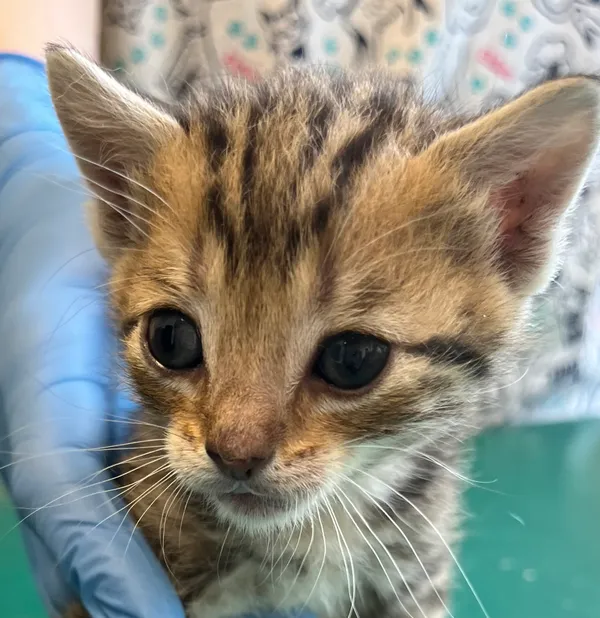 Znaleziono kota, Dobra, 17 czerwca 2025