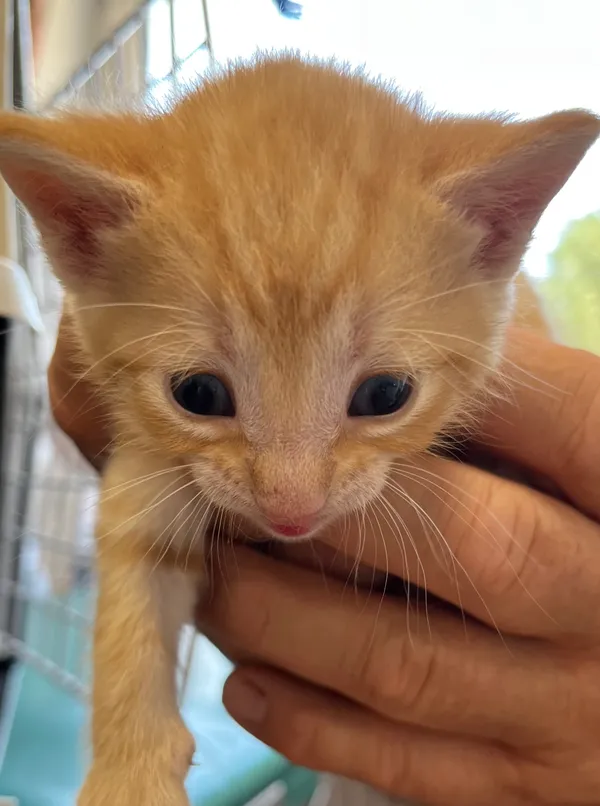 Znaleziono kota, Dobra, 17 czerwca 2025