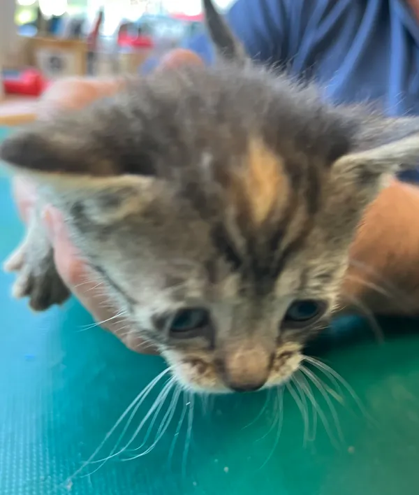 Znaleziono kota, Dobra, 17 czerwca 2025