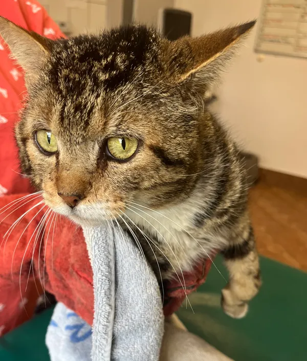 Znaleziono kota, Dobra, 16 czerwca 2025