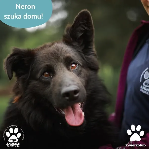 Pies do adopcji, Dąbrówka, 17 czerwca 2025 (1/5)