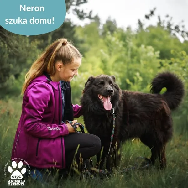 Pies do adopcji, Dąbrówka, 17 czerwca 2025 (2/5)