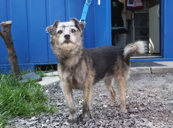 Znaleziono psa, Łódź, 17 czerwca 2025 (3/4)