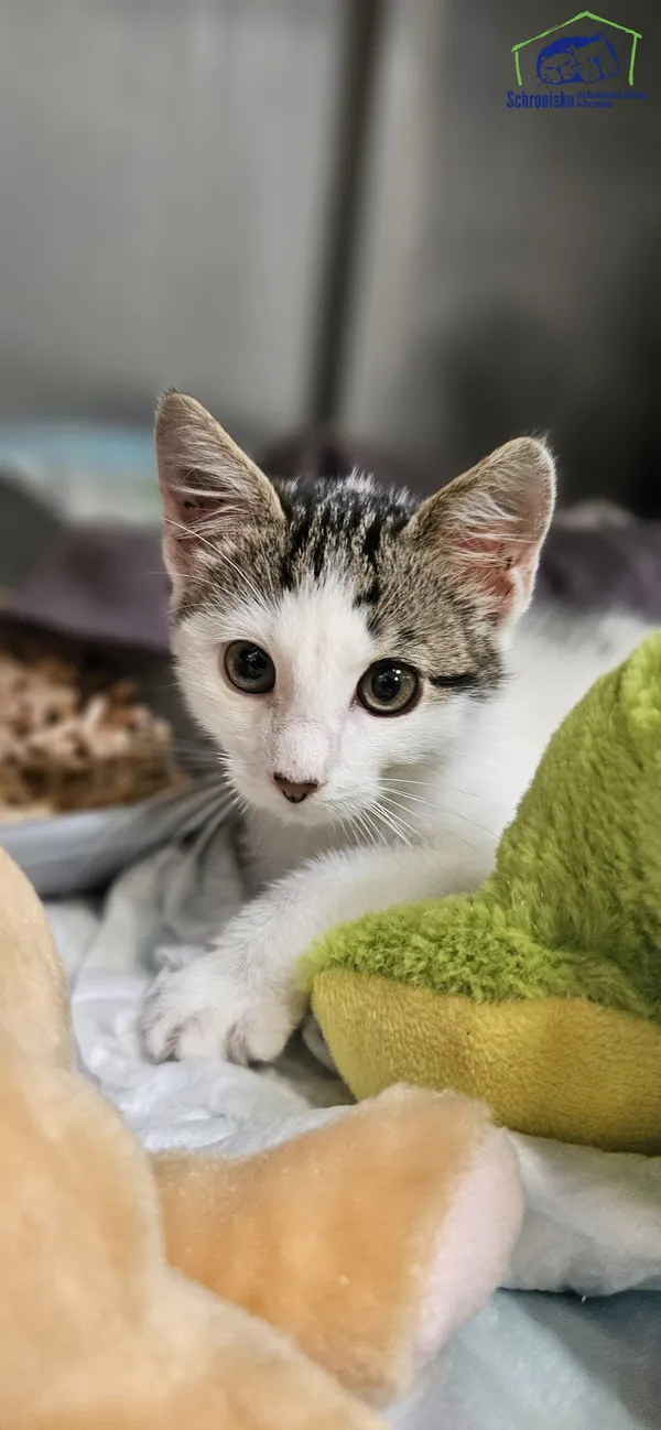 Znaleziono kota, Szczecin, 16 czerwca 2025 (1/2)