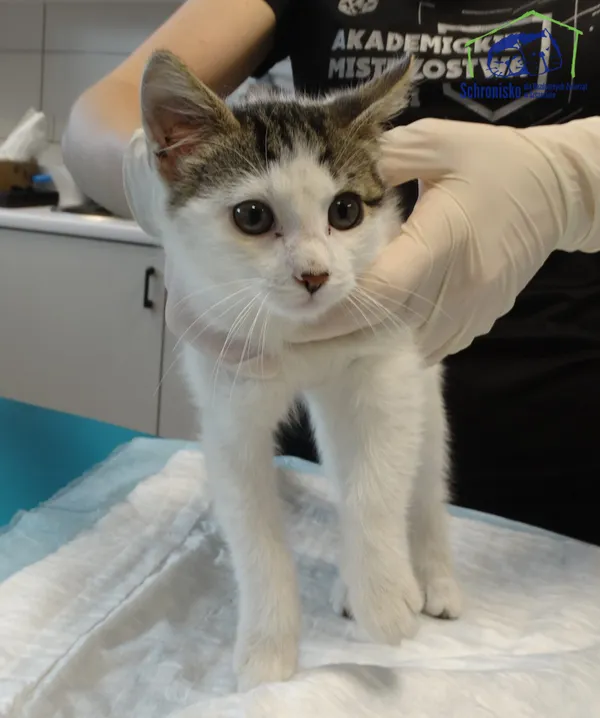 Znaleziono kota, Szczecin, 16 czerwca 2025 (2/2)