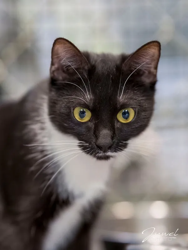 Kot do adopcji, Sopot, 17 czerwca 2025 (1/3)