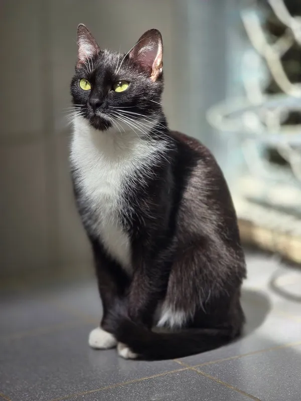 Kot do adopcji, Sopot, 17 czerwca 2025 (3/3)