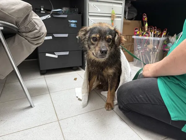 Pies do adopcji, Kraków, 3 czerwca 2025