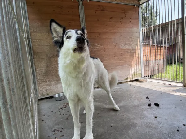 Pies do adopcji, Kraków, 3 czerwca 2025