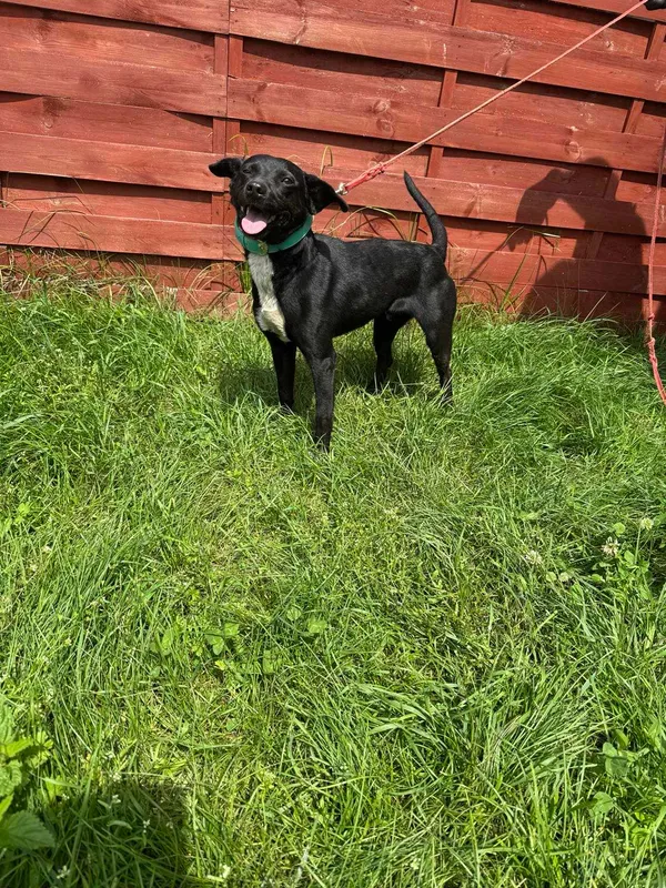 Znaleziono psa, Czartki, 17 czerwca 2025