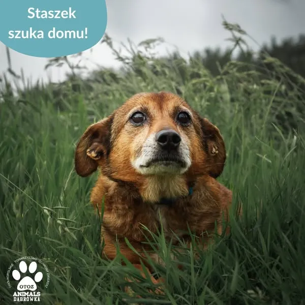 Pies do adopcji, Dąbrówka, 18 czerwca 2025 (4/5)