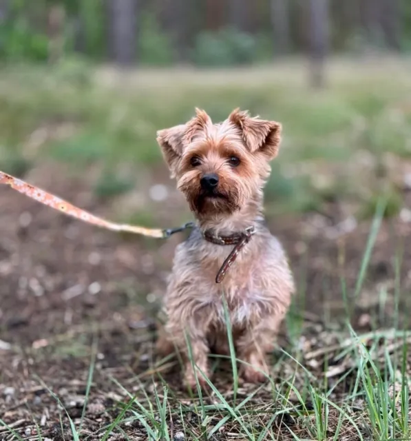 Pies do adopcji, Piła, 31 maja 2025 (3/3)
