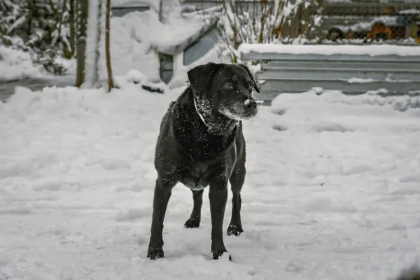 Pies do adopcji, Radom, 9 grudnia 2025 (1/5)