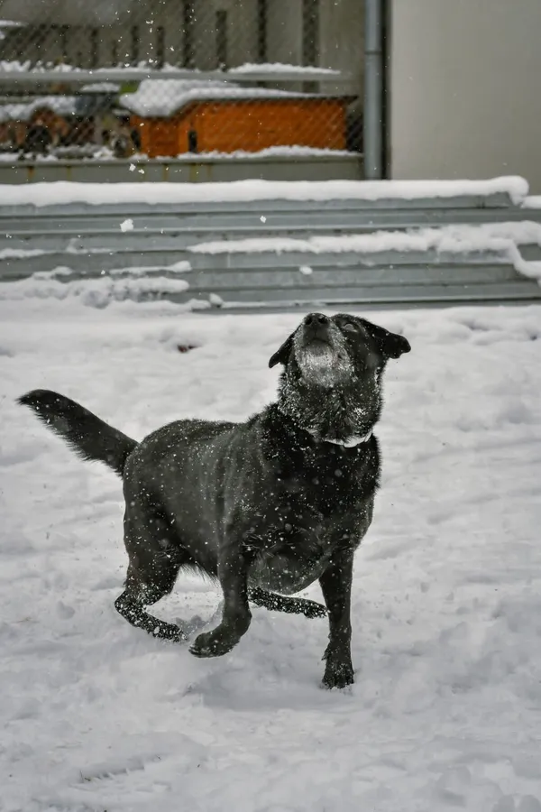 Pies do adopcji, Radom, 9 grudnia 2025 (2/5)