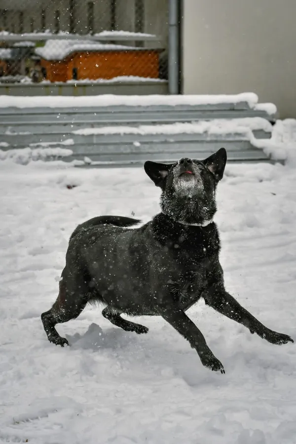 Pies do adopcji, Radom, 9 grudnia 2025 (3/5)