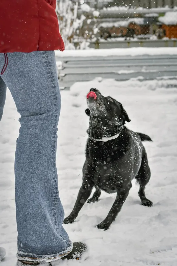 Pies do adopcji, Radom, 9 grudnia 2025 (4/5)