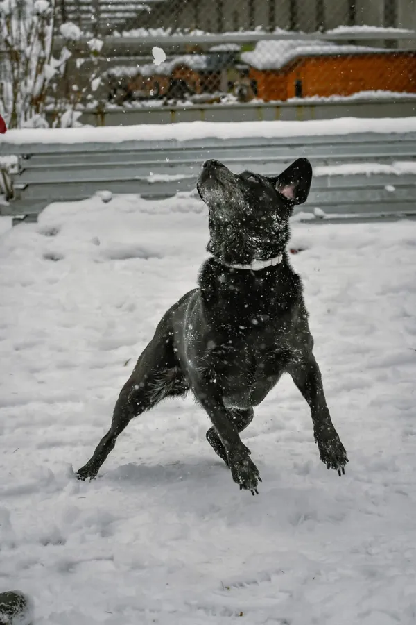 Pies do adopcji, Radom, 9 grudnia 2025 (5/5)