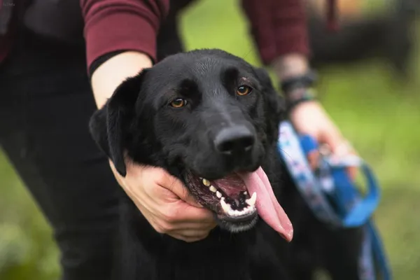 Pies do adopcji, Radom, 15 października 2025 (1/5)