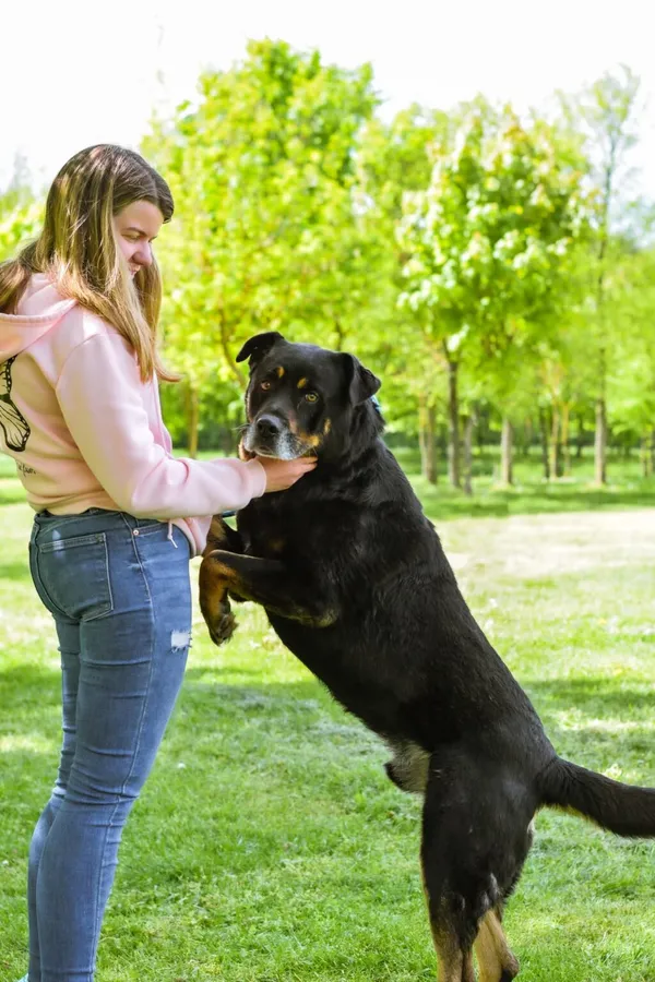 Pies do adopcji, Radom, 17 czerwca 2025 (5/5)