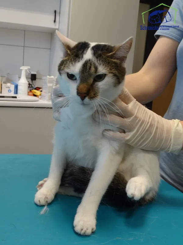 Znaleziono kota, Szczecin, 17 czerwca 2025