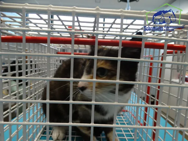 Znaleziono kota, Szczecin, 17 czerwca 2025