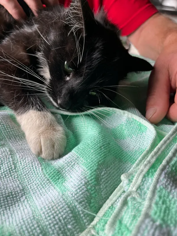 Znaleziono kota, Dobra, 18 czerwca 2025