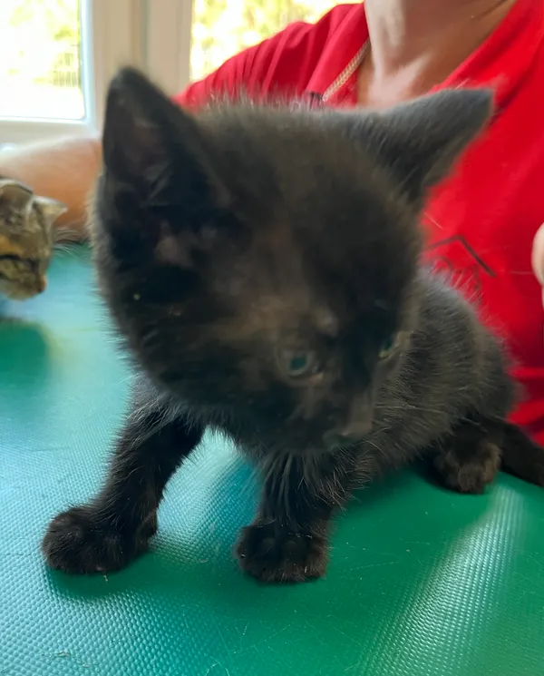 Znaleziono kota, Dobra, 18 czerwca 2025