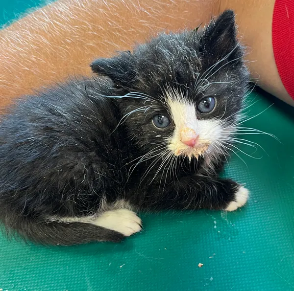 Znaleziono kota, Dobra, 18 czerwca 2025