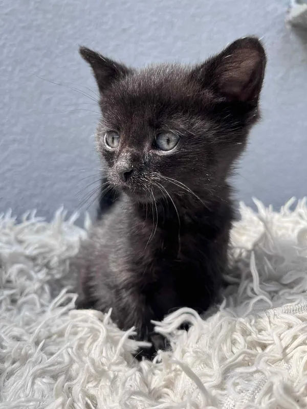 Kot do adopcji, Włocławek, 17 czerwca 2025 (3/5)