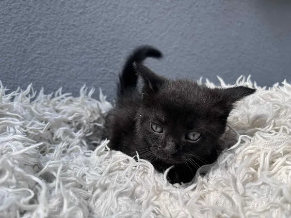 Kot do adopcji, Włocławek, 17 czerwca 2025 (4/5)