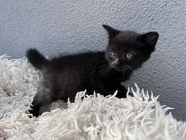 Kot do adopcji, Włocławek, 17 czerwca 2025 (5/5)