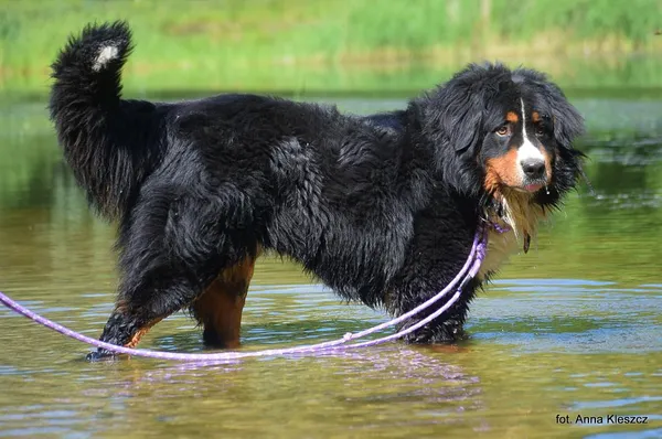 Znaleziono psa, Toruń, 22 maja 2025