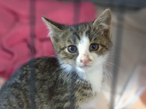 Znaleziono kota, Sosnowiec, 12 czerwca 2025 (1/5)