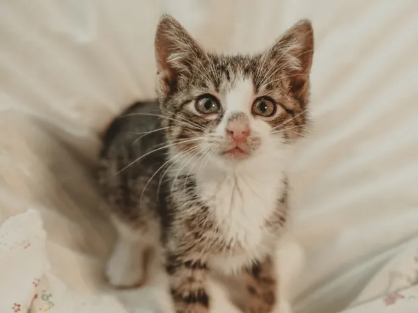 Znaleziono kota, Sosnowiec, 12 czerwca 2025 (3/5)