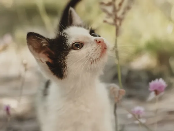 Znaleziono kota, Sosnowiec, 12 czerwca 2025 (3/5)