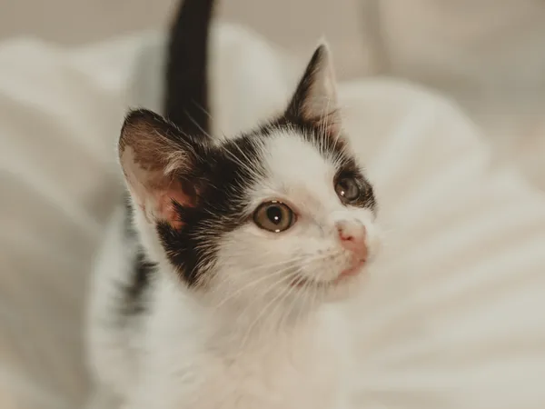 Znaleziono kota, Sosnowiec, 12 czerwca 2025 (4/5)