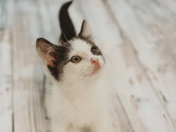 Znaleziono kota, Sosnowiec, 12 czerwca 2025 (5/5)