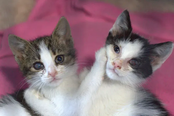 Znaleziono kota, Sosnowiec, 12 czerwca 2025 (1/5)