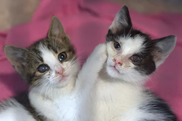 Znaleziono kota, Sosnowiec, 12 czerwca 2025 (2/5)