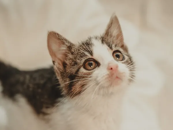 Znaleziono kota, Sosnowiec, 12 czerwca 2025 (3/5)