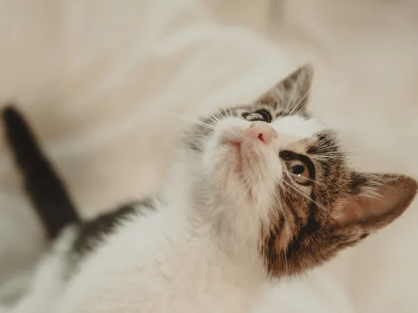 Znaleziono kota, Sosnowiec, 12 czerwca 2025 (4/5)