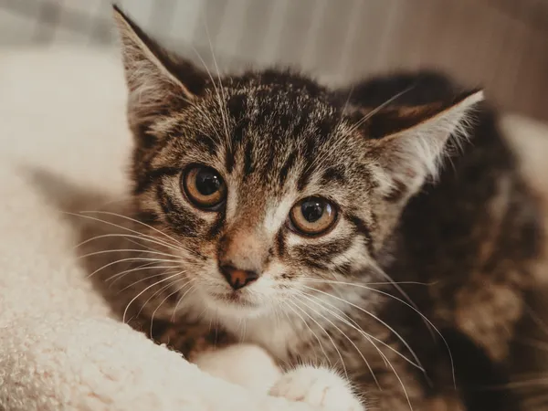 Znaleziono kota, Sosnowiec, 17 czerwca 2025 (1/5)