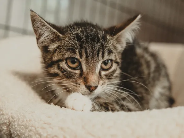 Znaleziono kota, Sosnowiec, 17 czerwca 2025 (3/5)