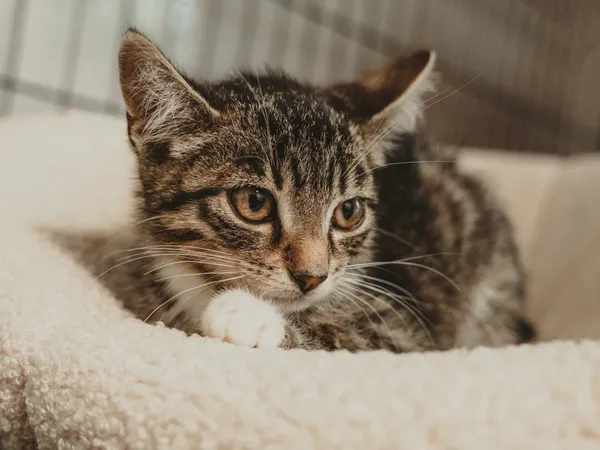 Znaleziono kota, Sosnowiec, 17 czerwca 2025 (4/5)