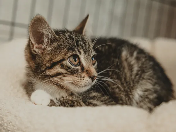 Znaleziono kota, Sosnowiec, 17 czerwca 2025 (5/5)