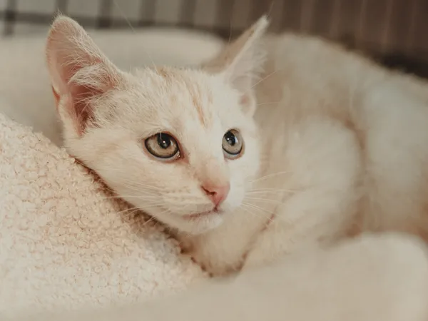 Znaleziono kota, Sosnowiec, 17 czerwca 2025 (1/4)