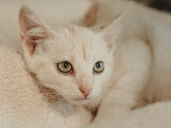 Znaleziono kota, Sosnowiec, 17 czerwca 2025 (2/4)